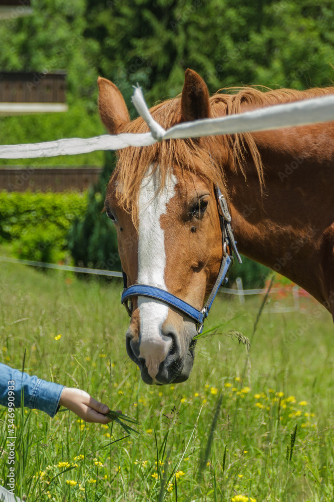 Obraz premium Well-groomed brown horse grazes in a wide green meadow on the outskirts of the small resort village of Champery in Switzerland. The tourist wants to give the animal a treat