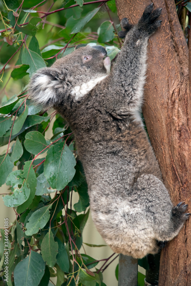 Fototapeta premium this is a 10 month old joey koala rescued from the bush fires on kangaroo island