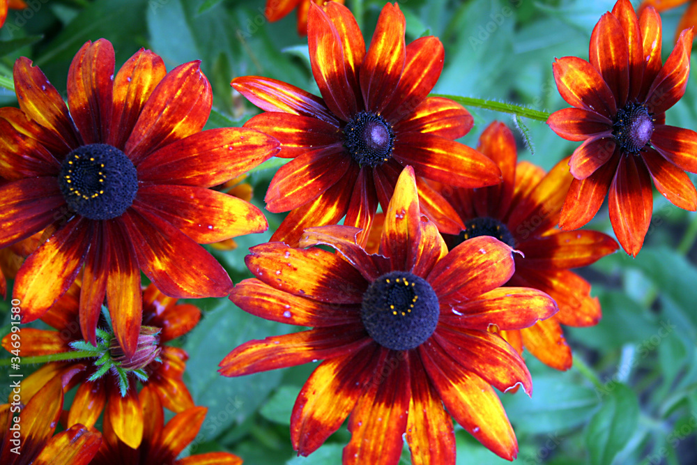 Beautiful flowers in French Alps, France. Beautiful flowers in French Alps, France.