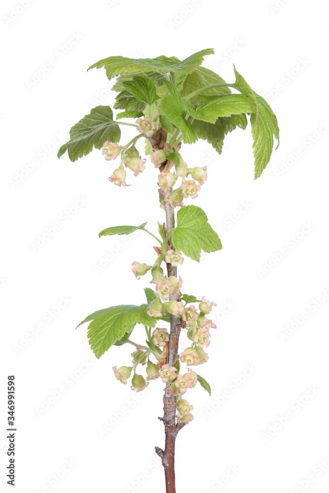 Branch of blackcurrant (Ribes nigrum) with flowers isolated on white background Branch of blackcurrant (Ribes nigrum) with flowers isolated on white background
