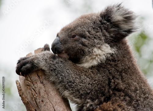 this is a 10 month old joey koala rescued from the bush fires on kangaroo island