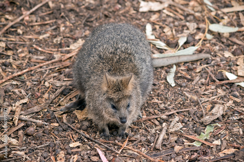 this is a small marsupial called a quokka
