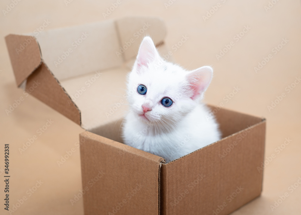 White cute kitten with blue eyes sits inside brown box on brown background