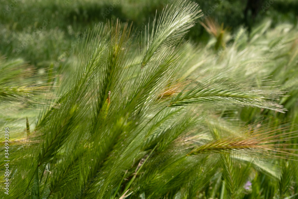 
Barley field in spring