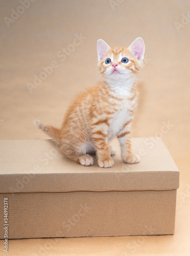 Red kitten with blue eyes sits on cardboard box amid brown packaging paper