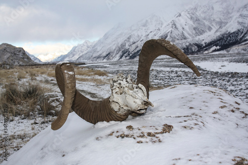 Skull of a sheep of Marco Polo killed by wolves in the Tien Shan mountains. photo