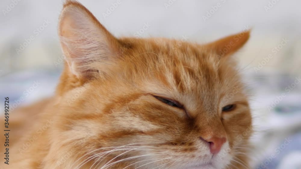 Close up portrait of cute ginger cat. Fluffy pet stares sleepily. Domestic animal has a nap on bed. Close up portrait of cute ginger cat. Fluffy pet stares sleepily. Domestic animal has a nap on bed.