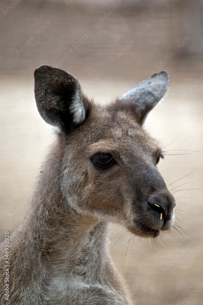 this is a close up of a western grey kangaroo