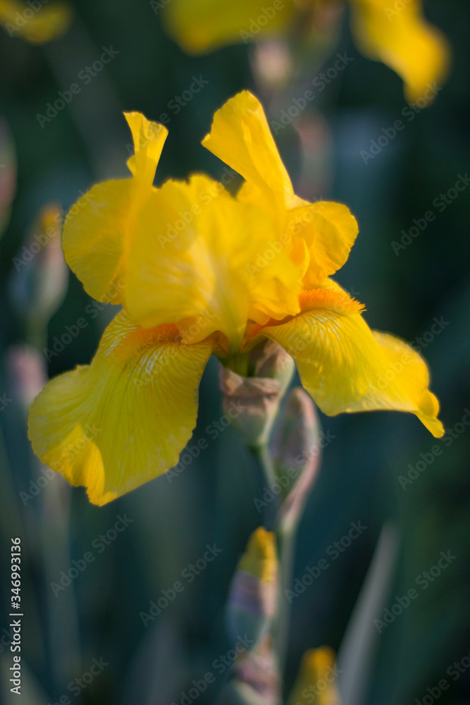 Fototapeta premium yellow flower