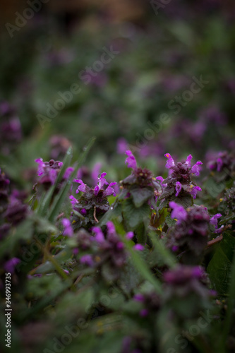 bee on flower