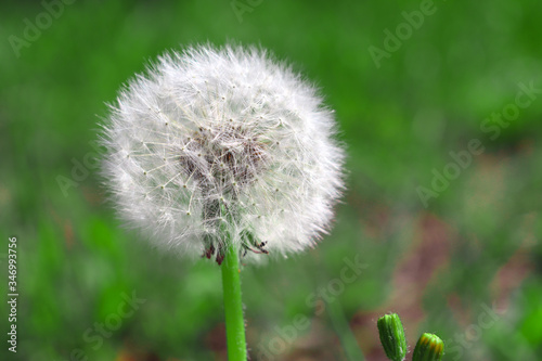 dandelion on a green lawn  seeds spread  allergy fluff