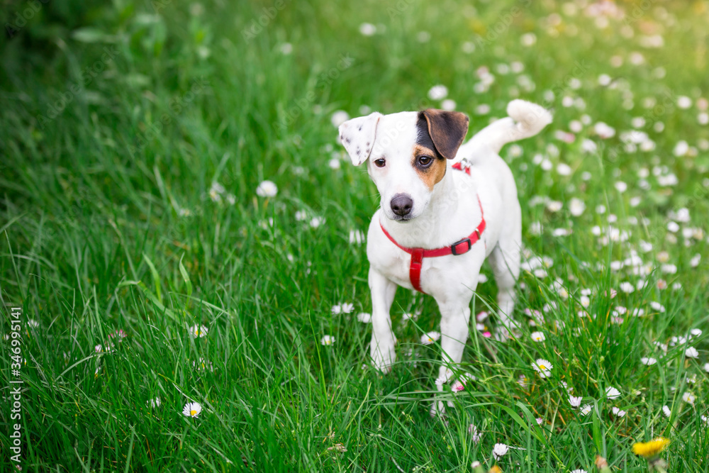 Pies na spacerze. Jack russel terier w trawie - obrazy, fototapety, plakaty 