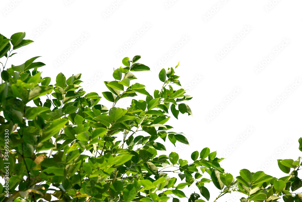 green leaf isolated on white background with copy space green leaf isolated on white background with copy space