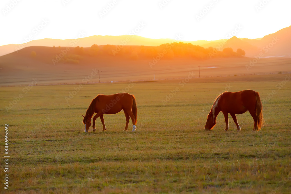 Many horses graze on the hillside in autumn Many horses graze on the hillside in autumn