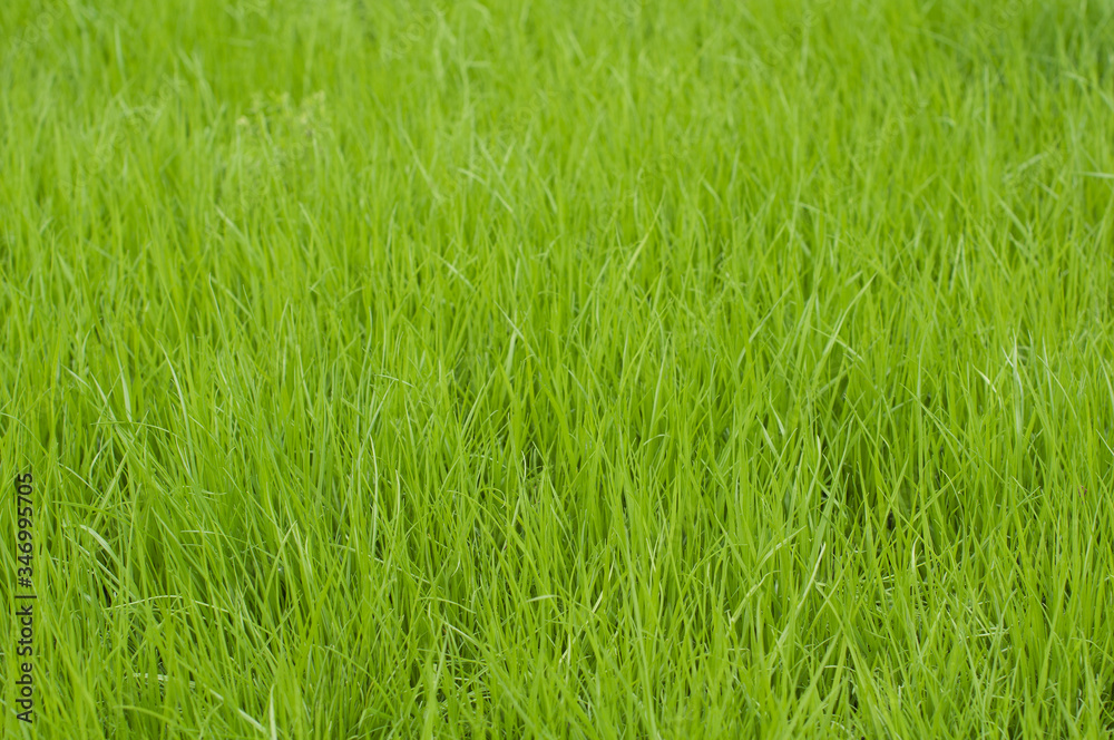 Fresh green grass background in fields Fresh green grass background in fields