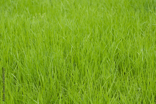 Fresh green grass background in fields © Yana Staryk