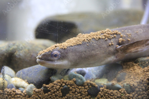 土を被ったニホンウナギの顔