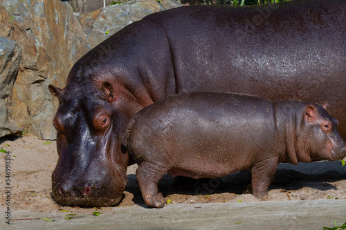 
big hippo takes care of small hippo