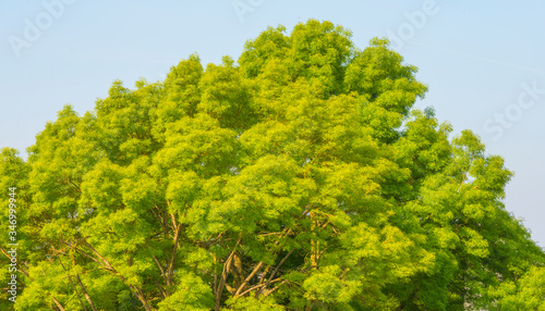 Lush foliage of a sunlit tree below a blue sunny sky at a spring day