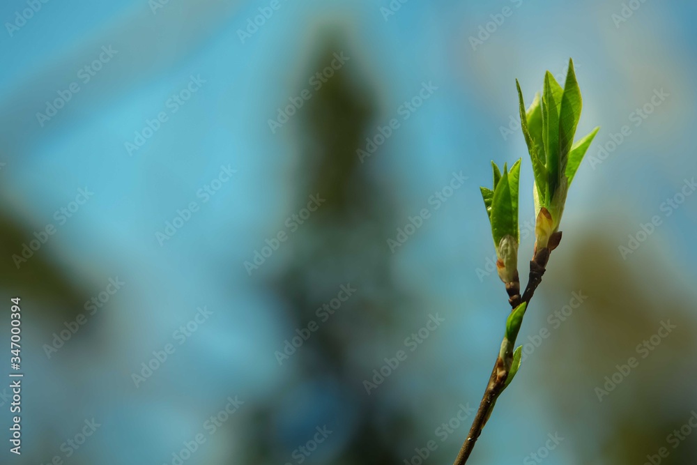 Young tree sprout. Young tree sprout.