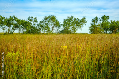 Wide angle of a field of wild grasses, against a blue sky, with a line of trees in the distance, 