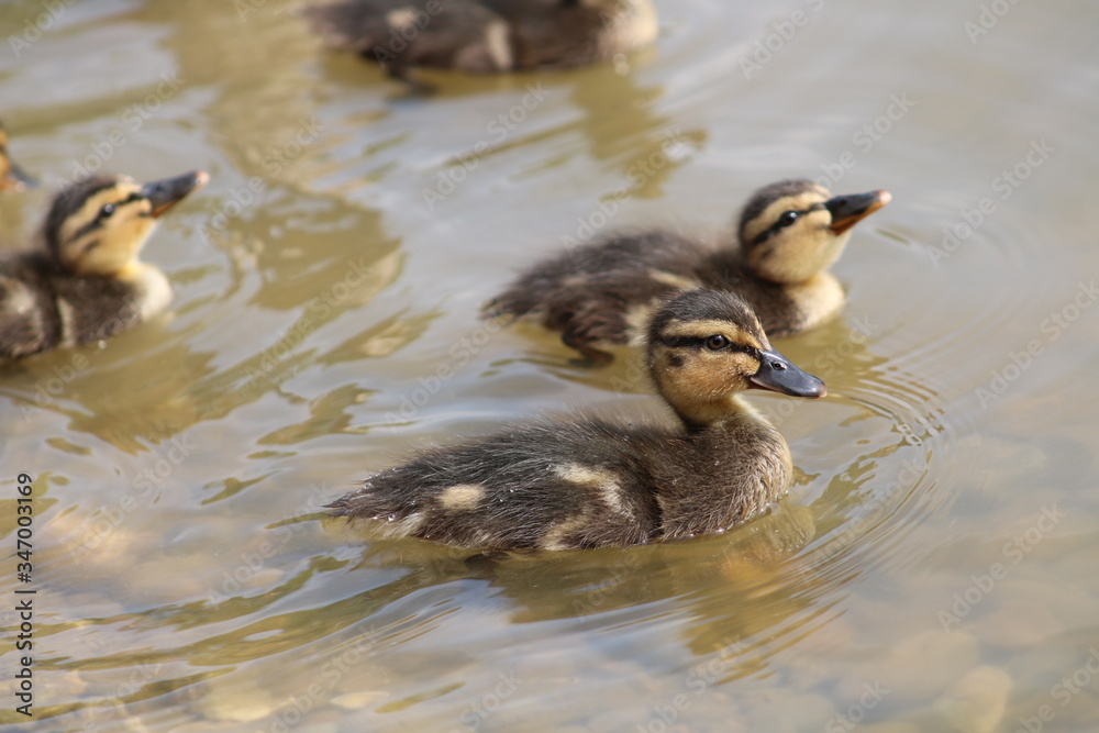 Fototapeta premium Ducklings