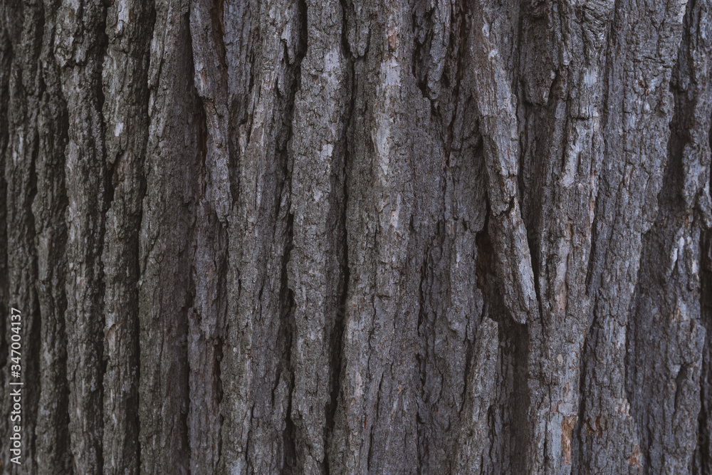 Obraz premium Park Drzewo Tekstury Drewna Zamknij Długie