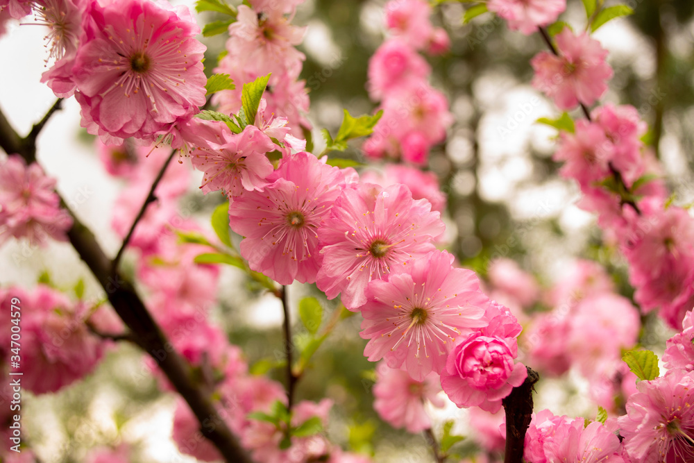 Spring. Beautiful pink flowers of decorative almonds. Delicate petals and small green leaves. Spring. Beautiful pink flowers of decorative almonds. Delicate petals and small green leaves.