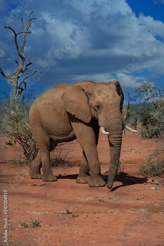 Elephant walking in the African savanna as storm clouds gather. 