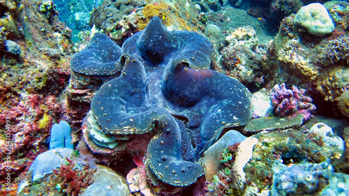 Εκτύπωση καμβά The giant tridacna or giant cocked hat is a large species of marine bivalve moll