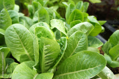 Lettuce or lactuca sativa. Usually this leaf is eaten raw to ensure its freshness and nutrients. Planted on the ground in a vegetable garden.