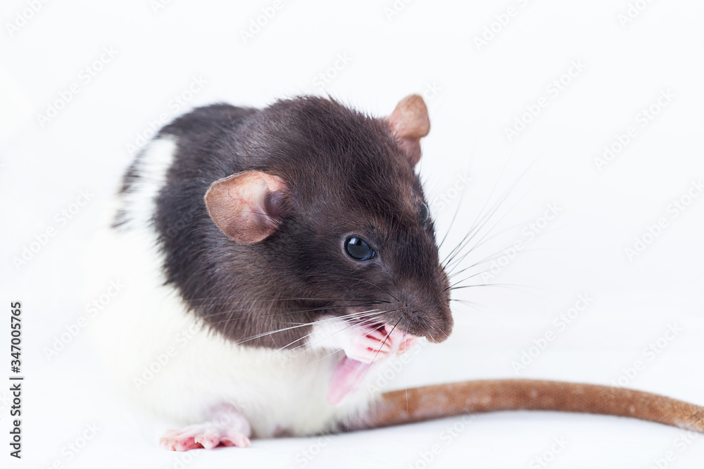 Rat is washing itself with its paws. Spotted rat isolated on white background. Rodent pets. Domesticated rat close up. Rat is washing itself with its paws. Spotted rat isolated on white background. Rodent pets. Domesticated rat close up.