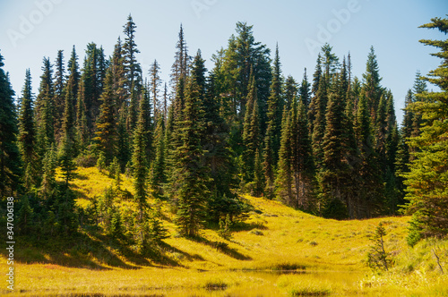 Mount Rainier Meadow