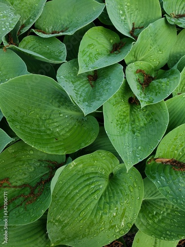 hostas green leaves with rain drops