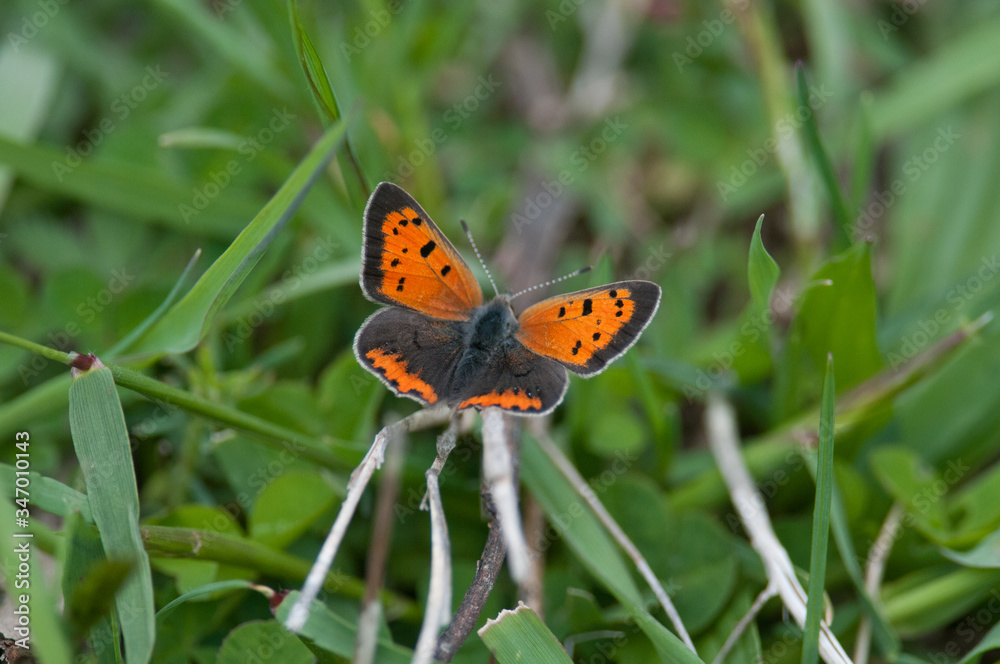 Obraz premium American Copper