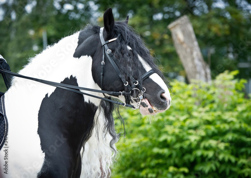 Tableau sur toile Portrait of a beautiful gypsy horse with long mane