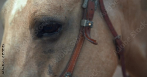 Horse Blinking