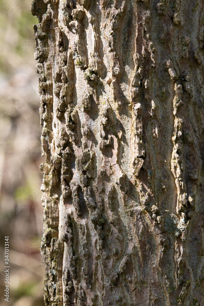 Close up of Common Hackberry bark Close up of Common Hackberry bark