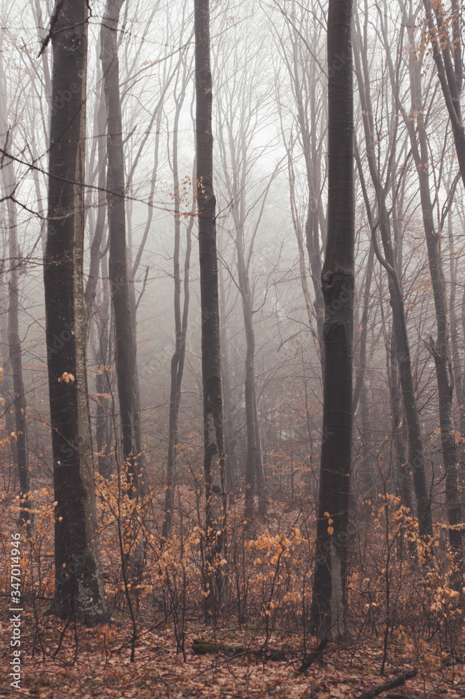 Vertical foggy forest trees landscape Vertical foggy forest trees landscape