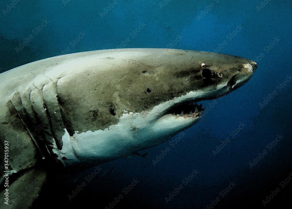 Great white shark is an apex predator and amazing underwater creatures
