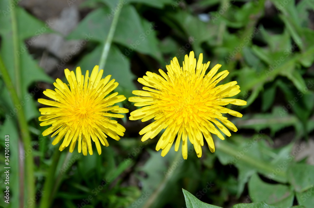 Two dandelion flowers in sunny weather in spring. Two dandelion flowers in sunny weather in spring.