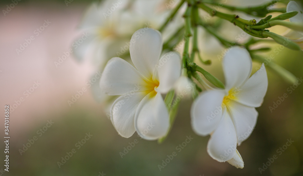 Flower in soft focus on blurred and bokeh background. Flower in soft focus on blurred and bokeh background.
