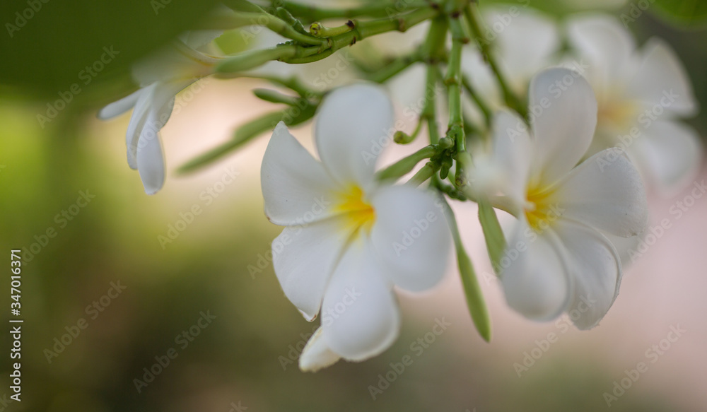 Flower in soft focus on blurred and bokeh background.