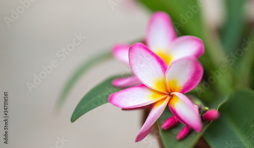 Flower in soft focus on blurred and bokeh background.