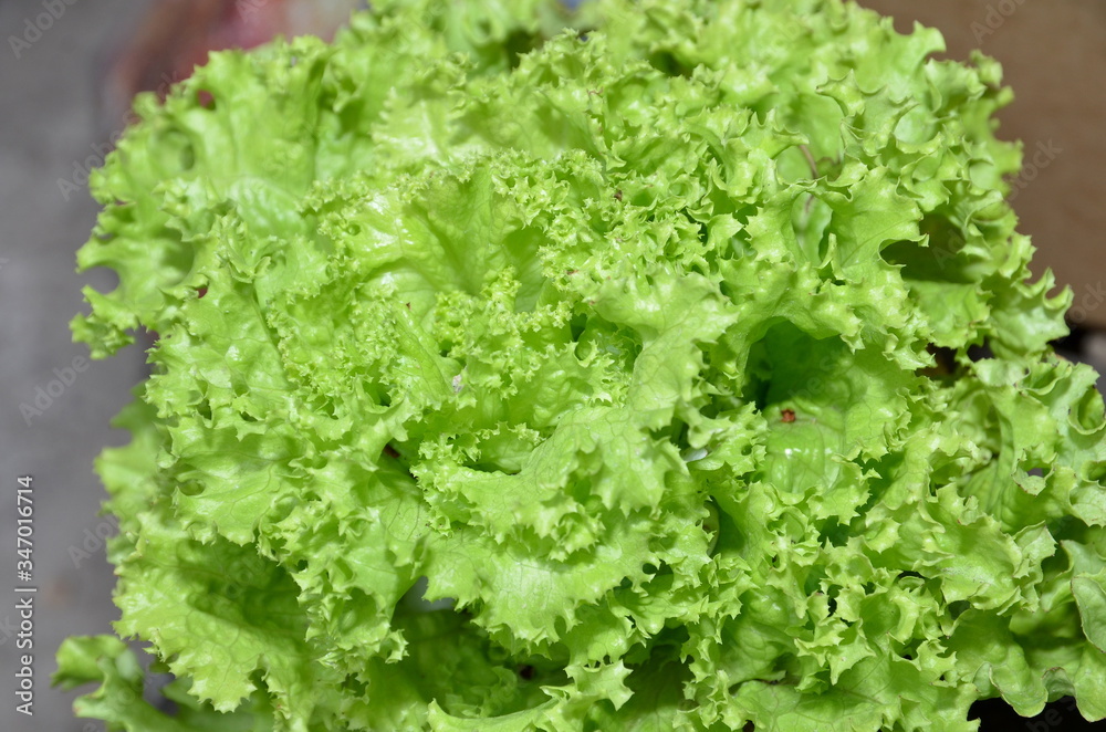 
Juicy fresh lettuce shot closeup.