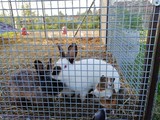 Czech rabbits