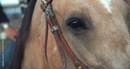 Closeup of a Horse