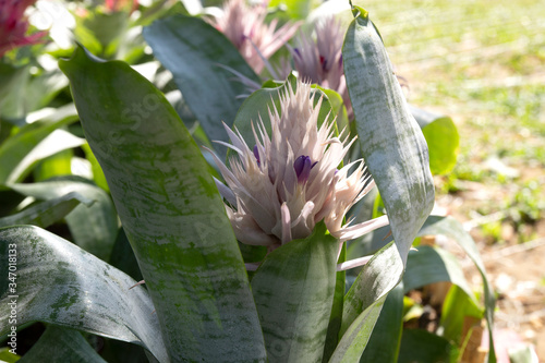 Blooming Aechmea fasciata  Silver vase or Urn plant  is a species of flowering plant in the bromeliad family