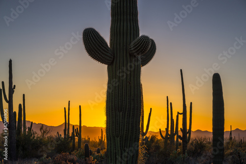 Dramatic sunset of Saguaro Cactus in Saguaro National Park in Arizona