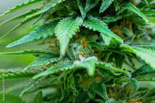 Fantastic Macro shot of Marijuana plant showing fan leaves & white trichomes & crystal resin coating containing terpenes & cannabinoids ingredients